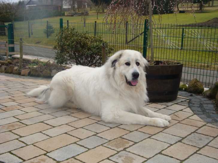 Churece - Chien de Montagne des Pyrénées Femelle (2 ans)