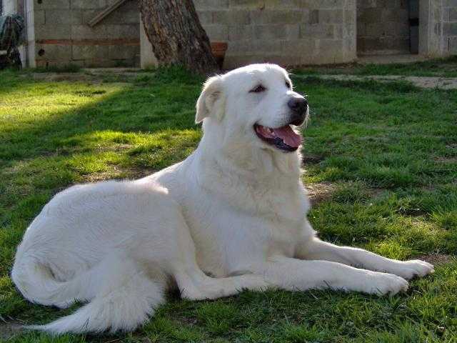 montagne des pyrénées , abby - Chien de Montagne des Pyrénées