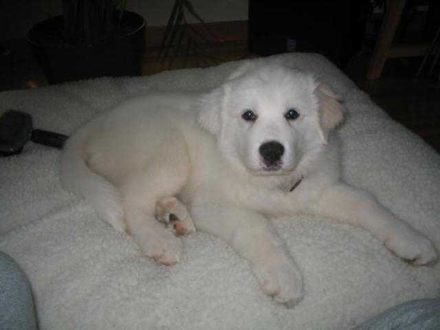 Alaska (montagne des pyrénées) - Chien de Montagne des Pyrénées