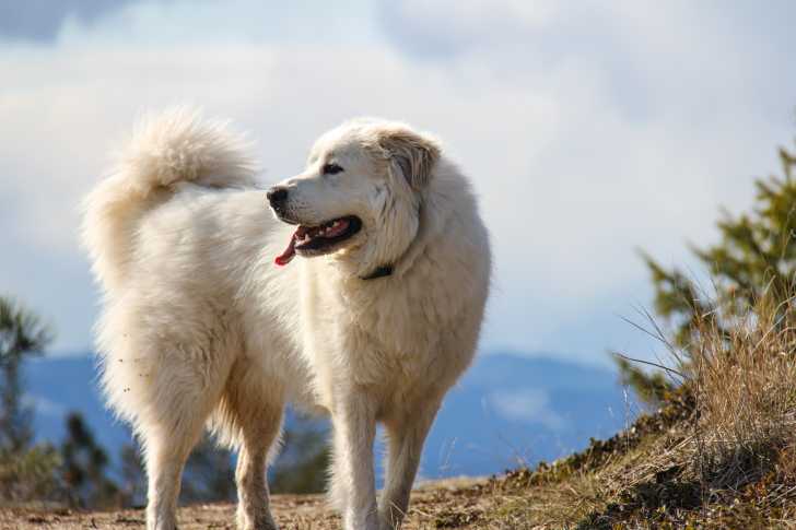 Un Patou dans la montagne