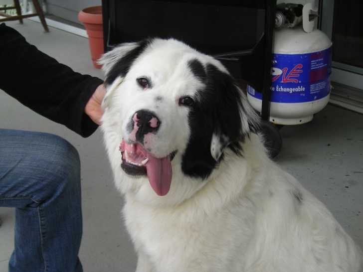 lena - Chien de Montagne des Pyrénées Femelle (5 mois)