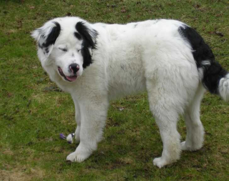 lena - Chien de Montagne des Pyrénées Femelle (5 mois)