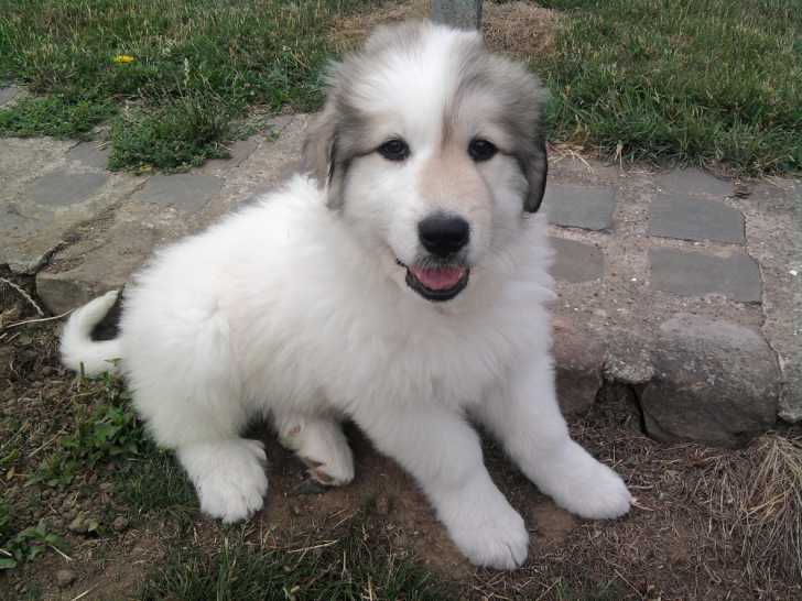 Dgena - Chien de Montagne des Pyrénées Femelle (1 an)