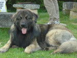 Buck - Chien de Montagne Portugais Mâle (2 ans)
