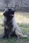 Estrela, Zorina ----------- - Chien de la Serra da Estrela (Chien de Montagne Portugais) - Chien de Montagne Portugais