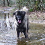 Estrela, Zorina - Chien de Montagne Portugais