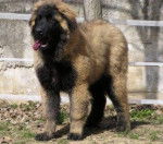 ESTRELA CHAM-SOU-SABBAR - Chien de Montagne Portugais