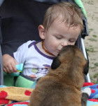 ESTRELA - Chien de Montagne Portugais