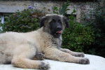 ESTRELA chiot de BRITISHBULLS CAO DISPO - Chien de Montagne Portugais