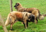 Estrela, Zorina et Darnia - Chien de Montagne Portugais