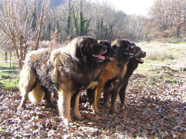 ESTRELA DE STEPH ANGEAUREL - Chien de Montagne Portugais Femelle