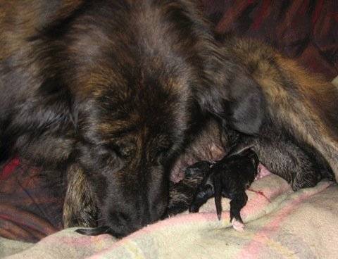 cao da serra da estrela : Lousa - Chien de Montagne Portugais