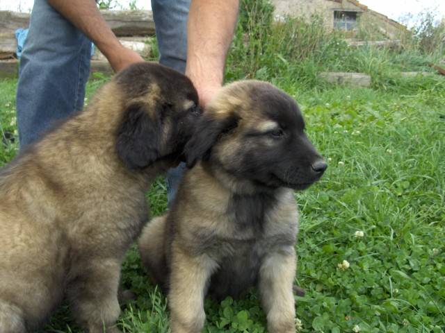 chiots Estrela nés en 2009 - Chien de Montagne Portugais