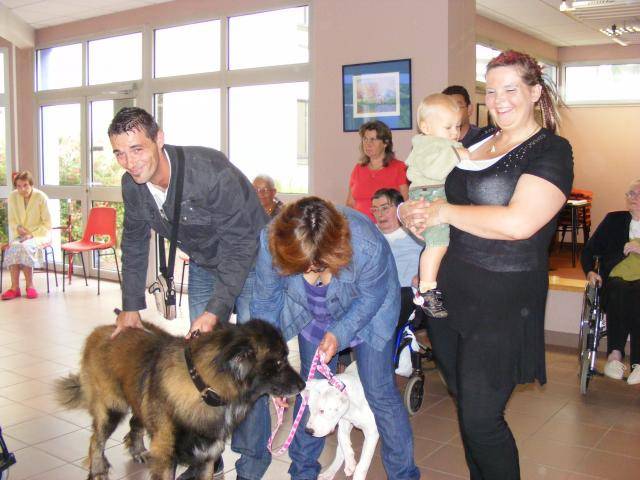 ESTRELA - Chien de Montagne Portugais