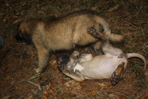 ESTRELA BRITISHBULLS CAO papa des chiots - Chien de Montagne Portugais
