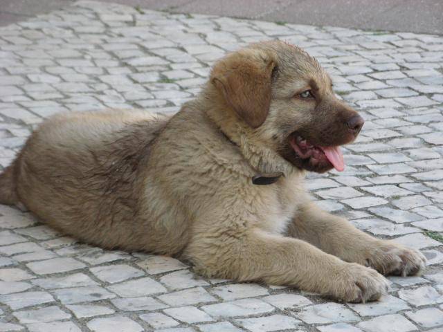 cao da serra d'éstrela - Chien de Montagne Portugais