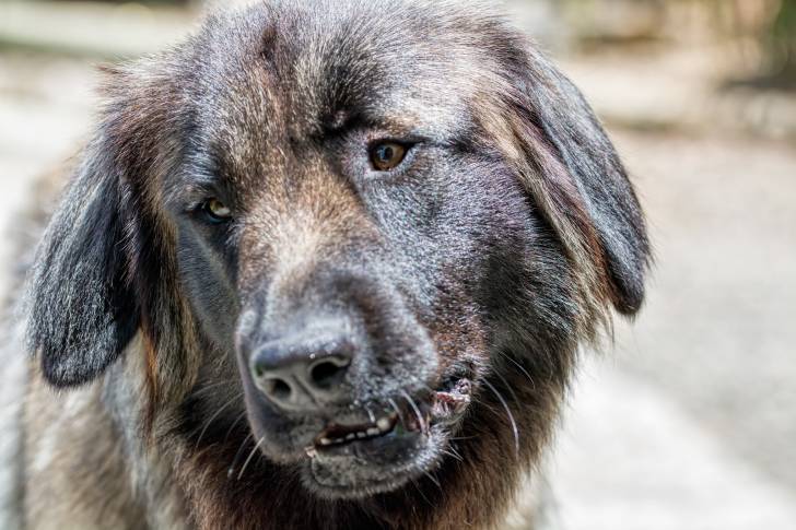 Photo Chien de Montagne Portugais