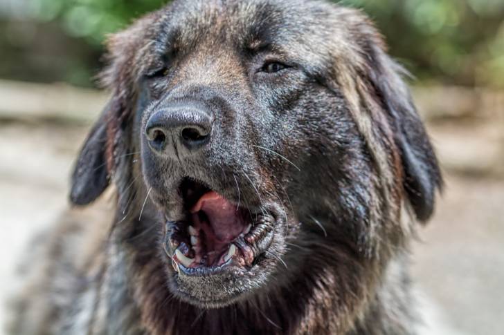 Photo Chien de Montagne Portugais