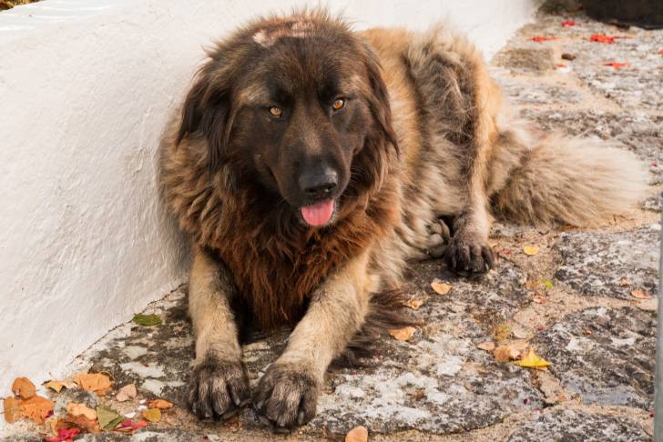 Photo Chien de Montagne Portugais