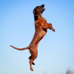 Photo Chien de Rouge de Bavière