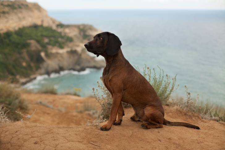 Photo Chien de Rouge de Bavière