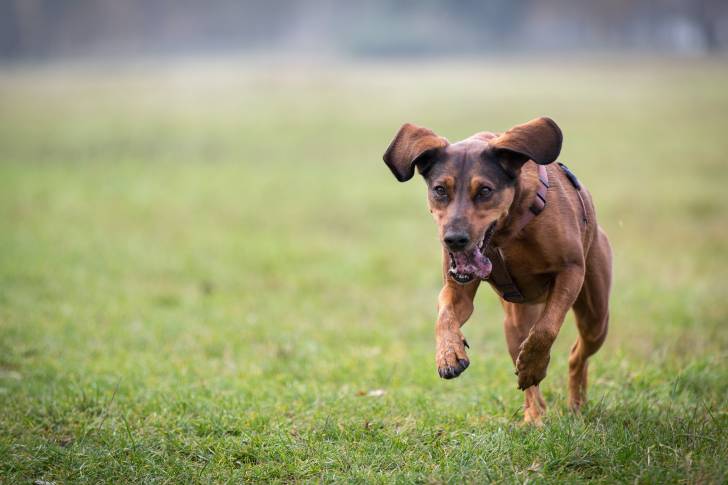 Photo Chien de Rouge de Bavière
