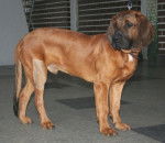 Photo Chien de Rouge de Hanovre Mâle