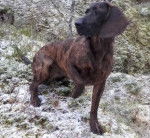 Photo Chien de Rouge de Hanovre