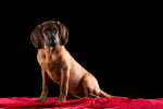 Photo Chien de Rouge de Hanovre