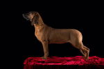Photo Chien de Rouge de Hanovre