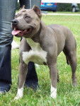 Urka - American Staffordshire Terrier (5 ans)