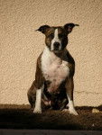 Sh&egrave;tane - American Staffordshire Terrier (5 ans)