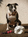 Bobby - American Staffordshire Terrier M&acirc;le (3 ans)