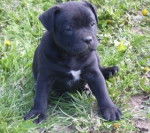 Tyron - American Staffordshire Terrier M&acirc;le (2 mois)