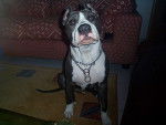 Seth - American Staffordshire Terrier Mâle (1 an)