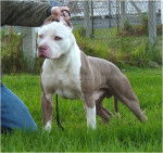 Mayke - American Staffordshire Terrier M&acirc;le (11 mois)
