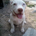 hanna - American Staffordshire Terrier (4 mois)