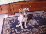 khloe - American Staffordshire Terrier (6 mois)