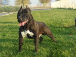 Schwartz - American Staffordshire Terrier Mâle (1 an)