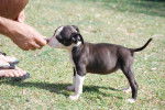 blood of kings kill of vakeiros aka barbie - American Staffordshire Terrier (2 mois)