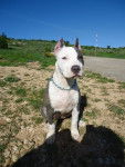 kamikaze staff always sweet aka onaya - American Staffordshire Terrier (1 an)