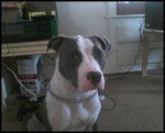 rooka - American Staffordshire Terrier (1 an)