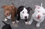 capitan,tayson y deysi - American Staffordshire Terrier (2 mois)