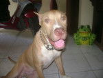 ballack - American Staffordshire Terrier Mâle (9 mois)