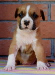 Azuri staffs BRITTANY - American Staffordshire Terrier (1 mois)