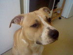 Buzz - American Staffordshire Terrier Mâle (1 an)
