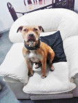 Zhaira - American Staffordshire Terrier (2 ans)