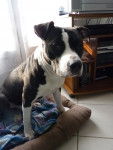 Diana - American Staffordshire Terrier (2 ans)