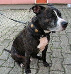 Boss - American Staffordshire Terrier M&acirc;le (9 ans)