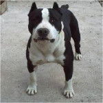 rafa - American Staffordshire Terrier M&acirc;le (1 an)